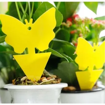 화분 뿌리파리 생기는 원인과 퇴치법 완벽 정리_22