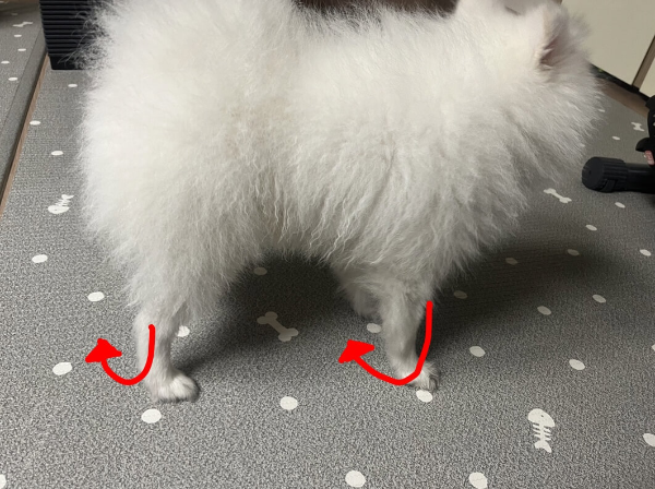 강아지_털_자르기