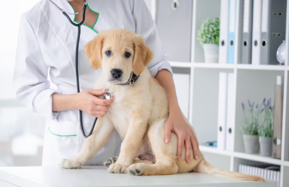 진료 받는 강아지