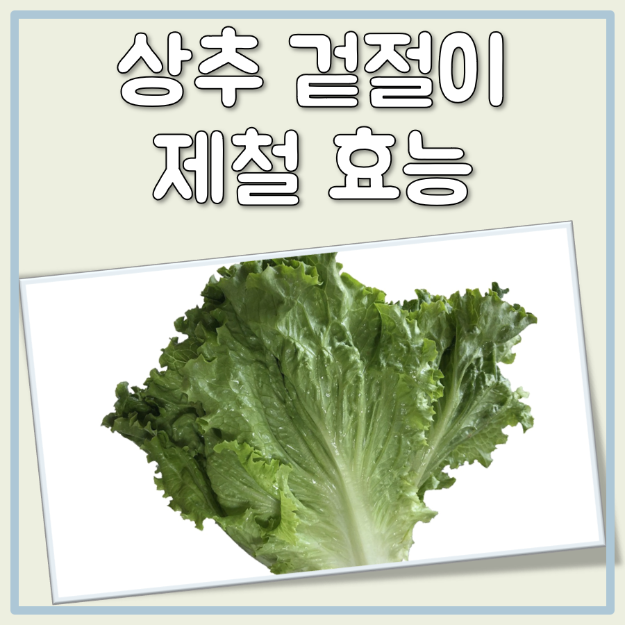 상추 겉절이 제철 효능 대표 이미지