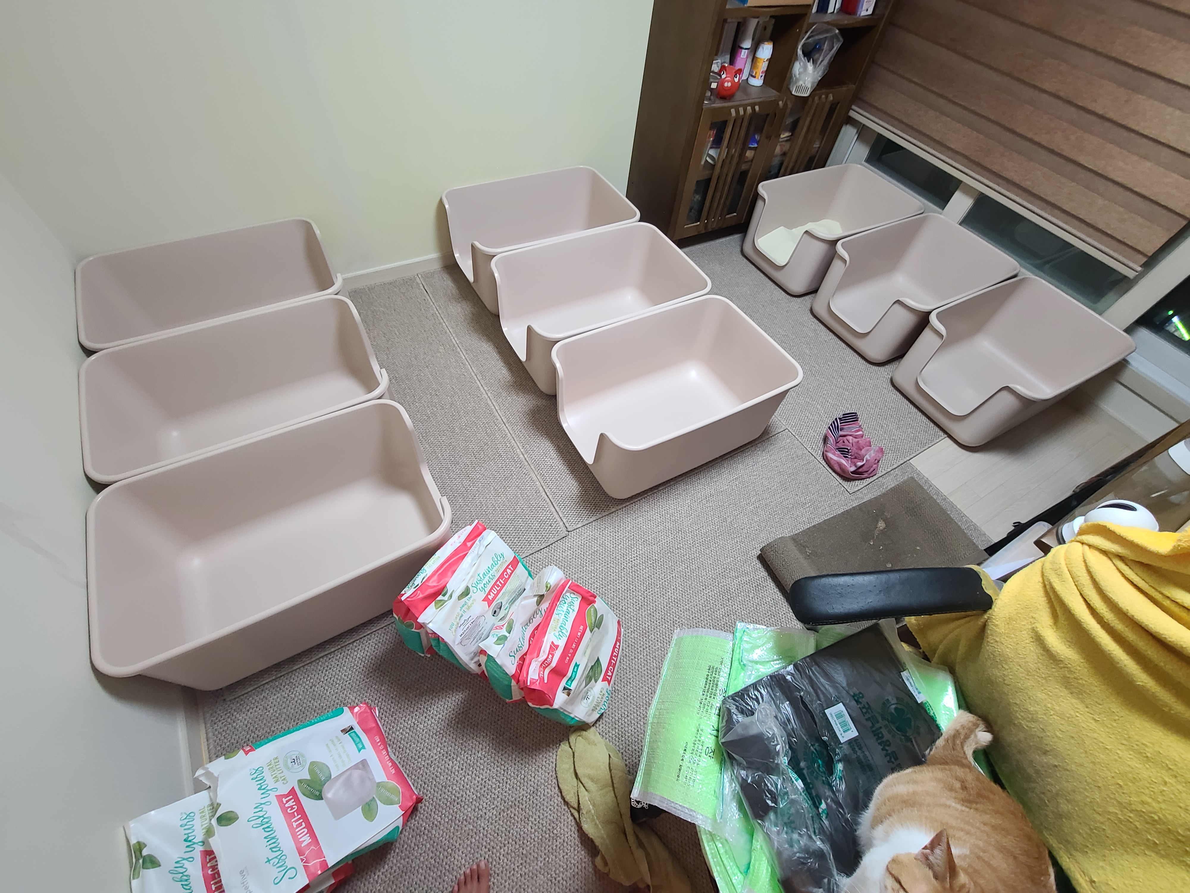 다시 다가온 아홉냥이들 화장실 모래 전체갈이!(feat.써유믹스,바우젠)