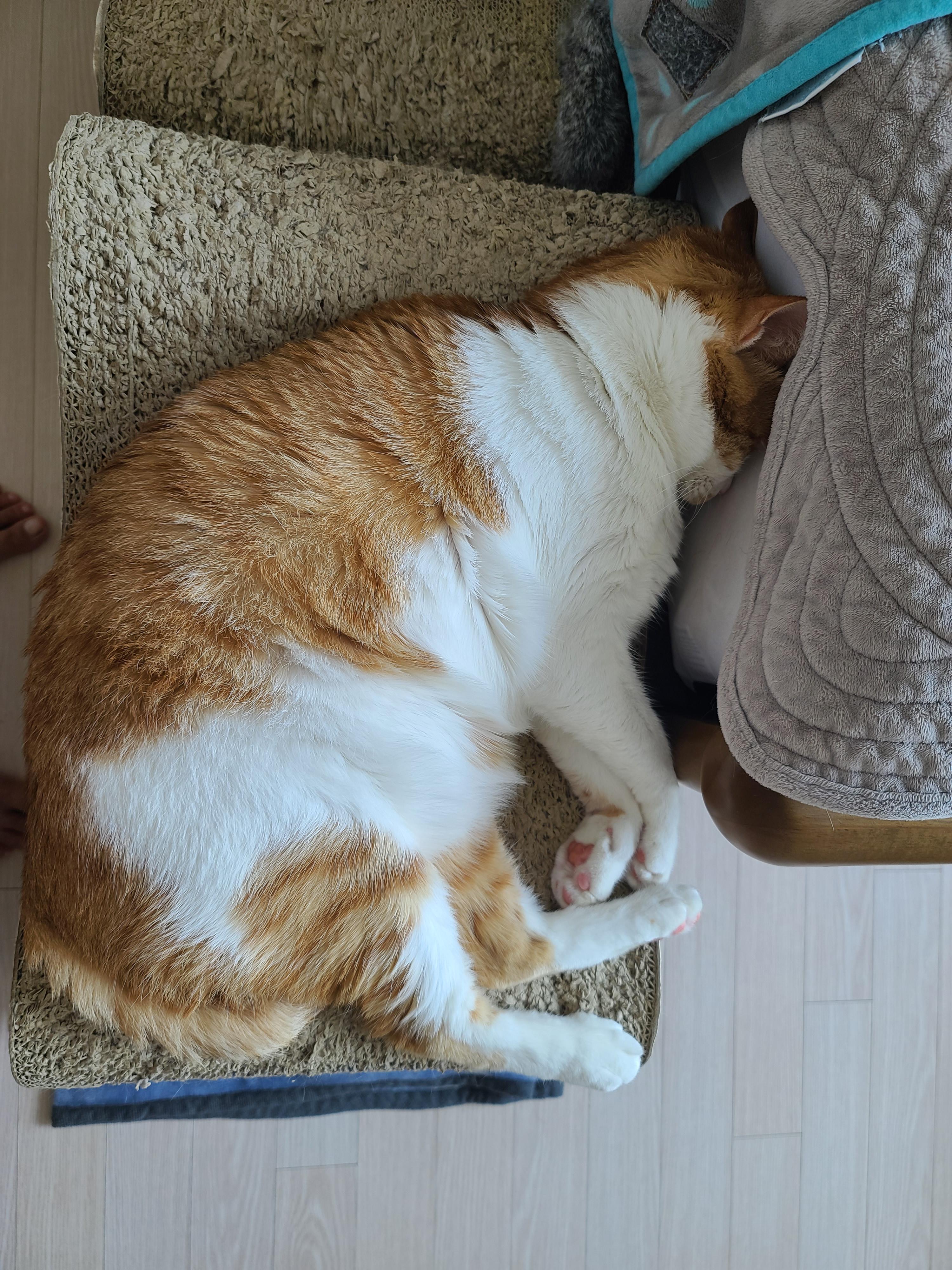 소심한 고양이에게 중2병이 오면..