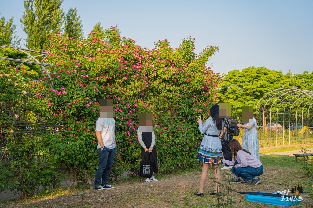 양화한강 공원 장미터널