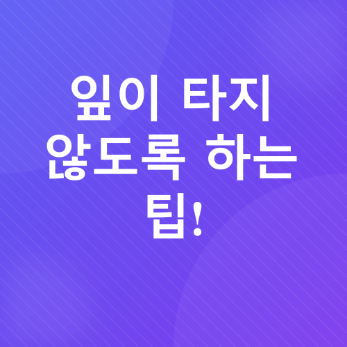 벤자민나무 관리_6