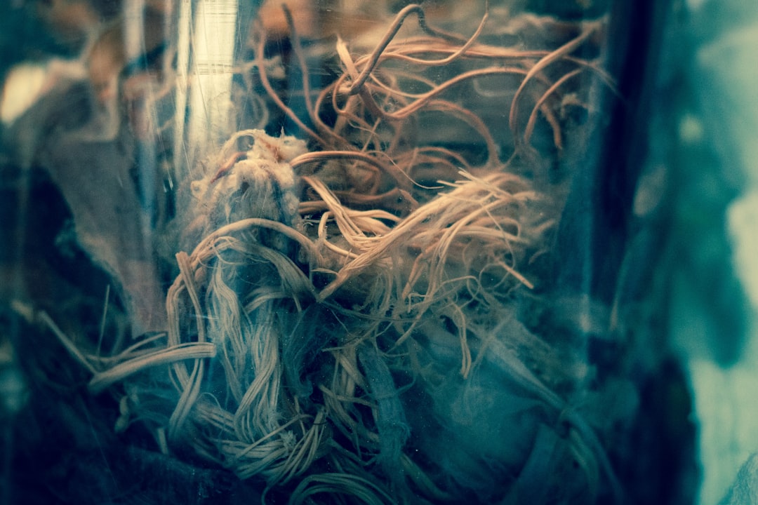 Spinal cord