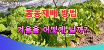 봄동 재배 파종시기 노지 월동 보온 피복 웃거름 타이밍_2