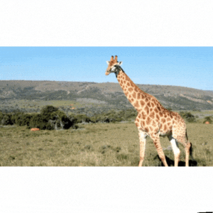 매일 산책 실천