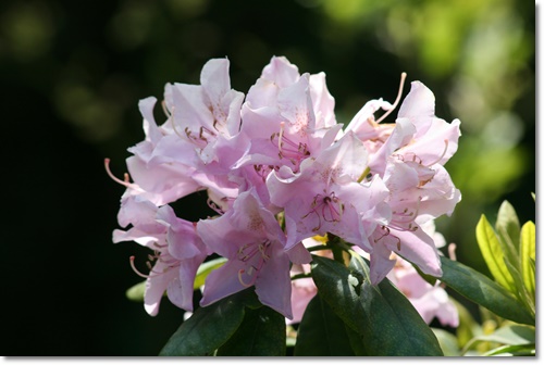 세종시 베어트리파크 입장료 할인 봄꽃 축제 가는길