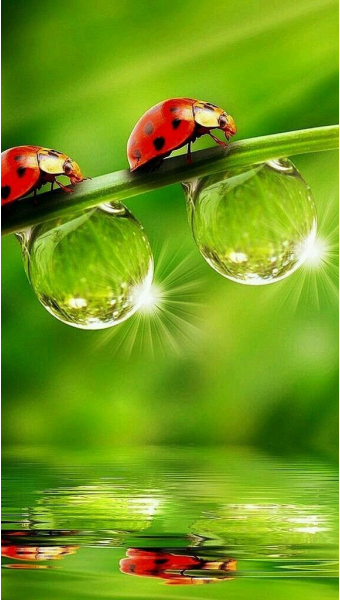 무당벌레비행속도와거리