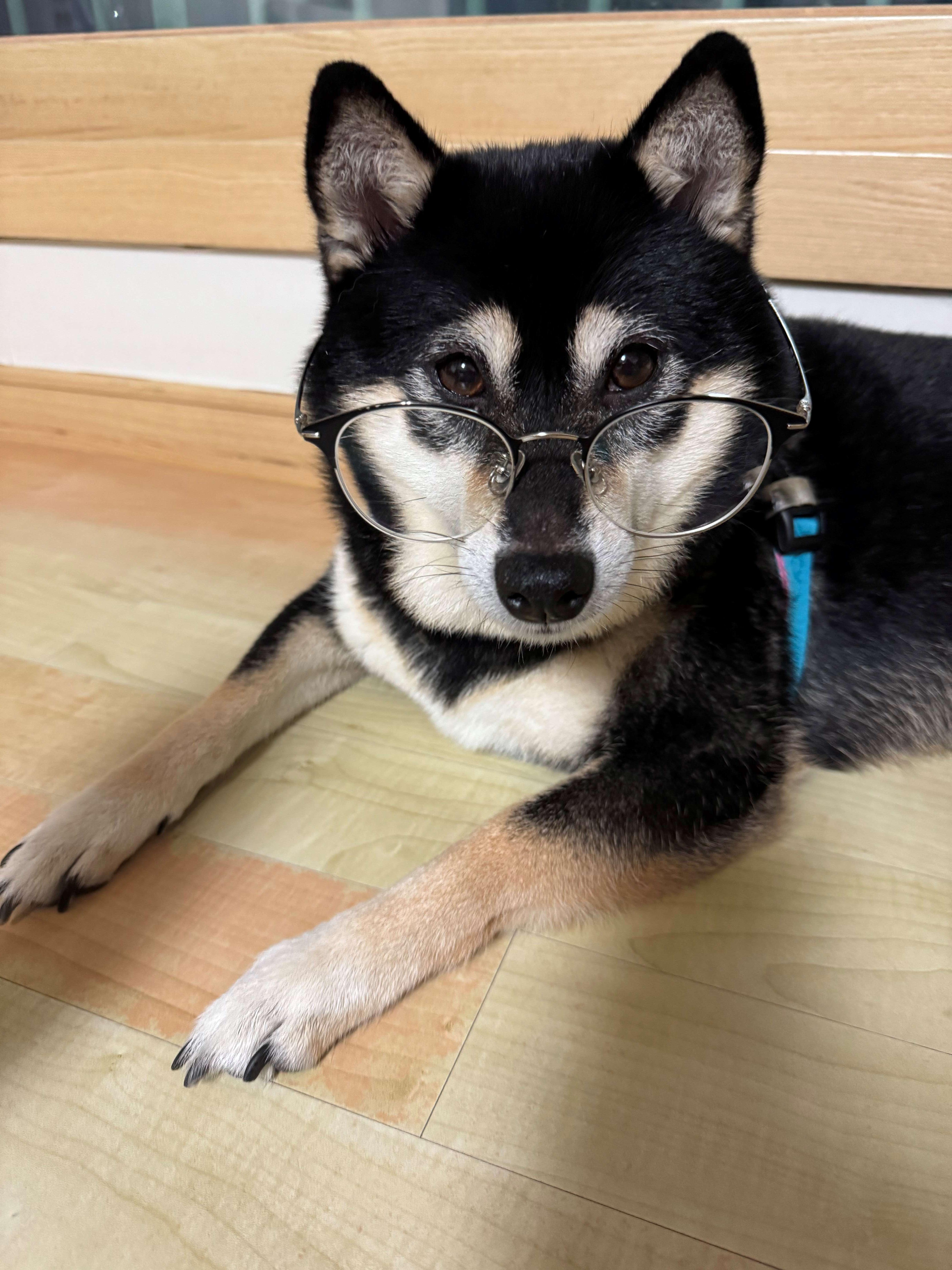 강아지의 시력은? 반려견의 눈 건강 챙기는 방법