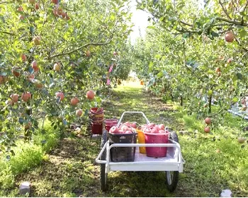 문경 사과축제_22
