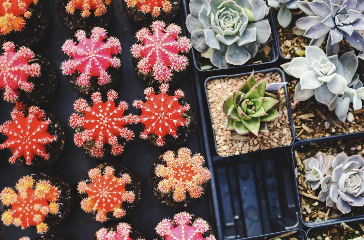 한국 가정집에서 오래 사랑받은 대표 공기정화 식물