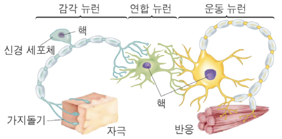 근육 수축의 생리학: 작용과 근섬유의 구조적 이해