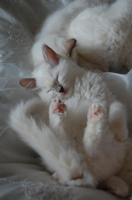 랙돌 애기 사진 털빠짐