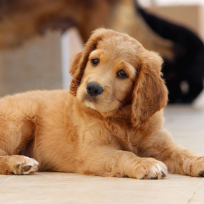 슬픈 표정의 강아지