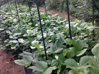 팥 재배 파종 적기 배수로 만들기 수확 건조_5