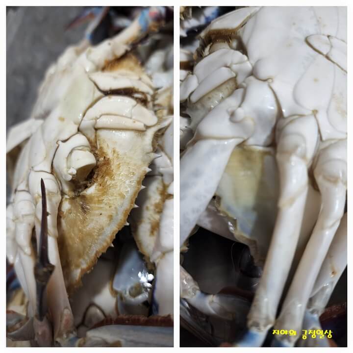 잔여물이 많은 왼쪽 꽃게와 깨끗이 씻은 오른쪽 꽃게