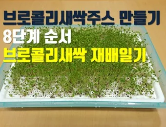 새싹브로콜리 재배 트레이 파종 물 관리 영양 풍부_10