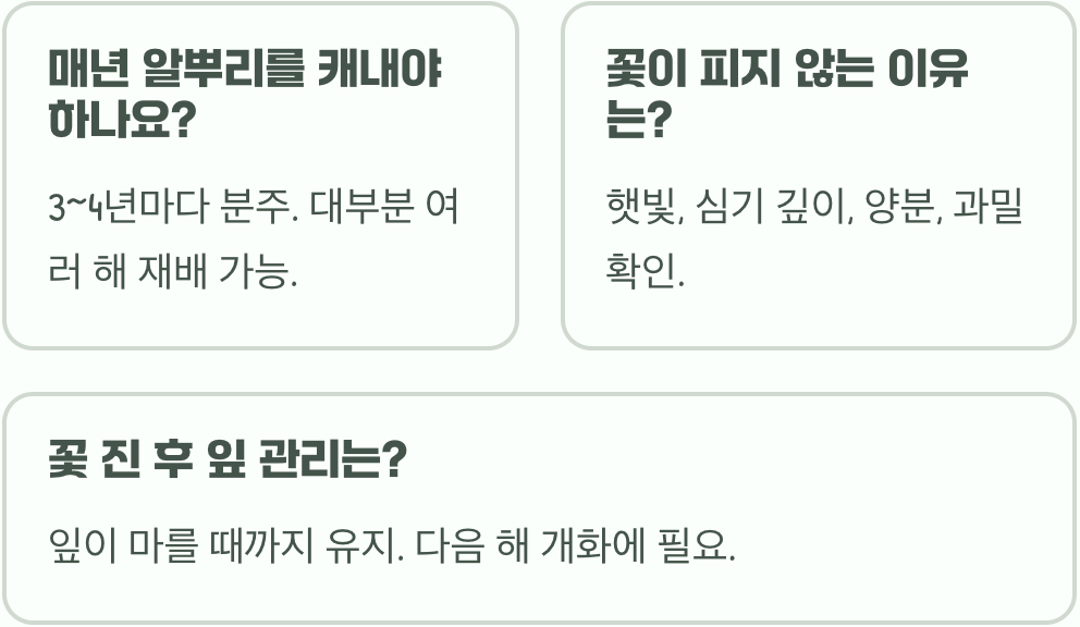 아이리스 정원 만들기&amp;#44; 다양한 품종을 활용한 사계절 디자인 꿀팁