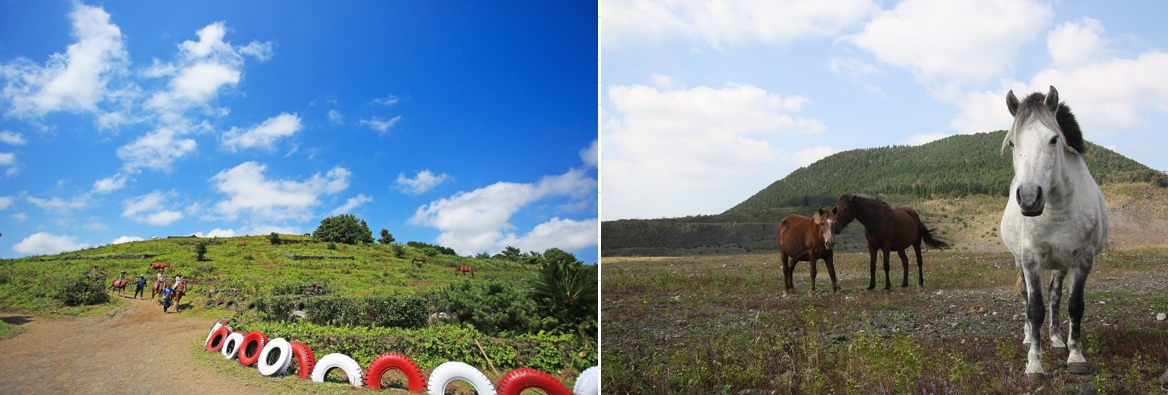 국내여행 제주도