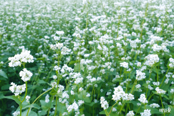 메밀꽃