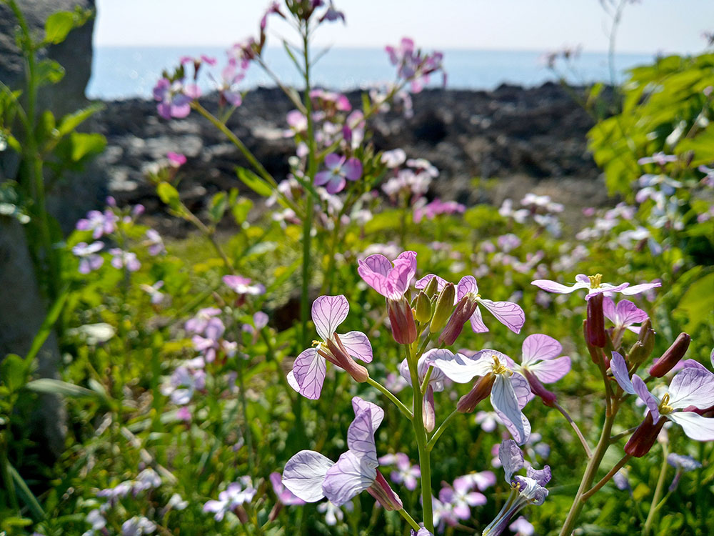 올레3B코스: 갯무꽃