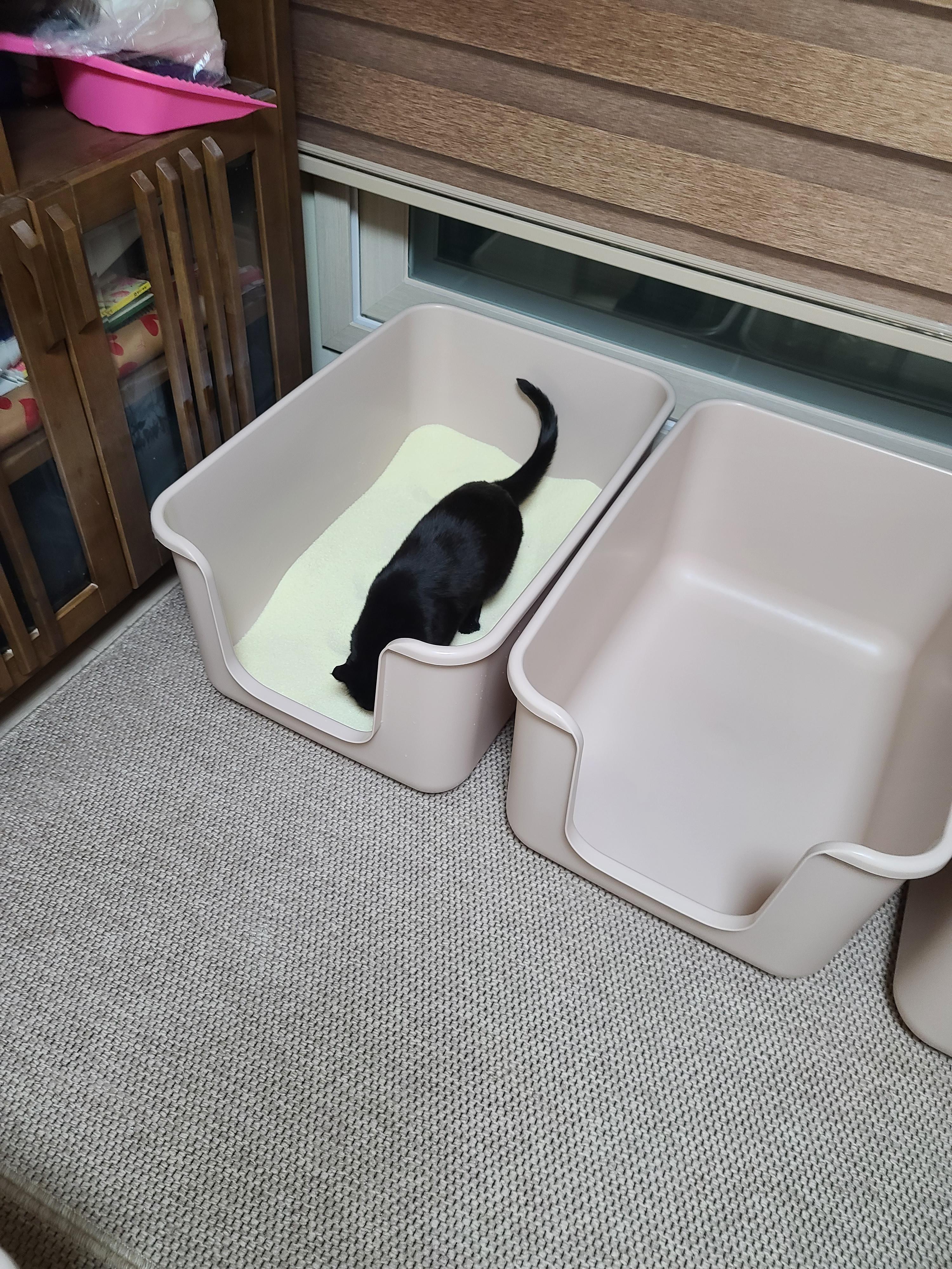 또다시 돌아온 고양이들 화장실모래전체갈이!(feat.미우타임즈와 써유)