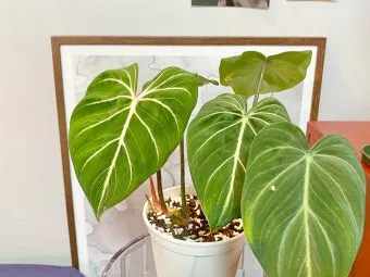 필로덴드론 물주기 지지대세우기 분갈이 비료관리 튼튼하게 키우기_9