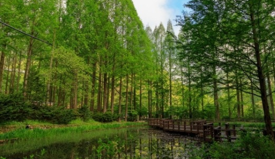 대전 장태산 자연휴양림 메타세콰이어숲