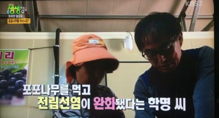  충남 청양 달콤한 항염증 성분 류마티스 관절염 특효 포포나무 분양하는 곳 전국 택배 온라인 전화 주문 추천 
