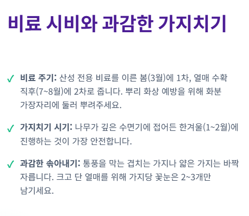 블루베리 키우기