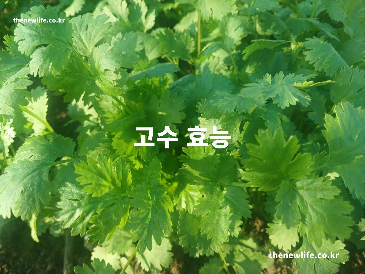 고수 효능 대표 실사진