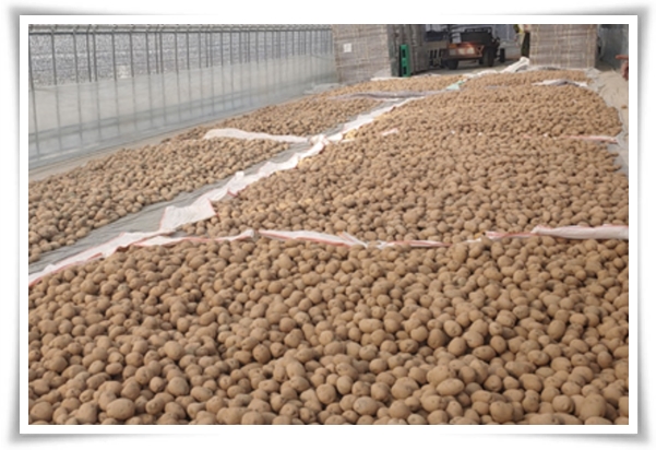 텃밭관리 &quot;2월~3월 감자 심기&quot; 슬기로운 전원생활 완벽 가이드!