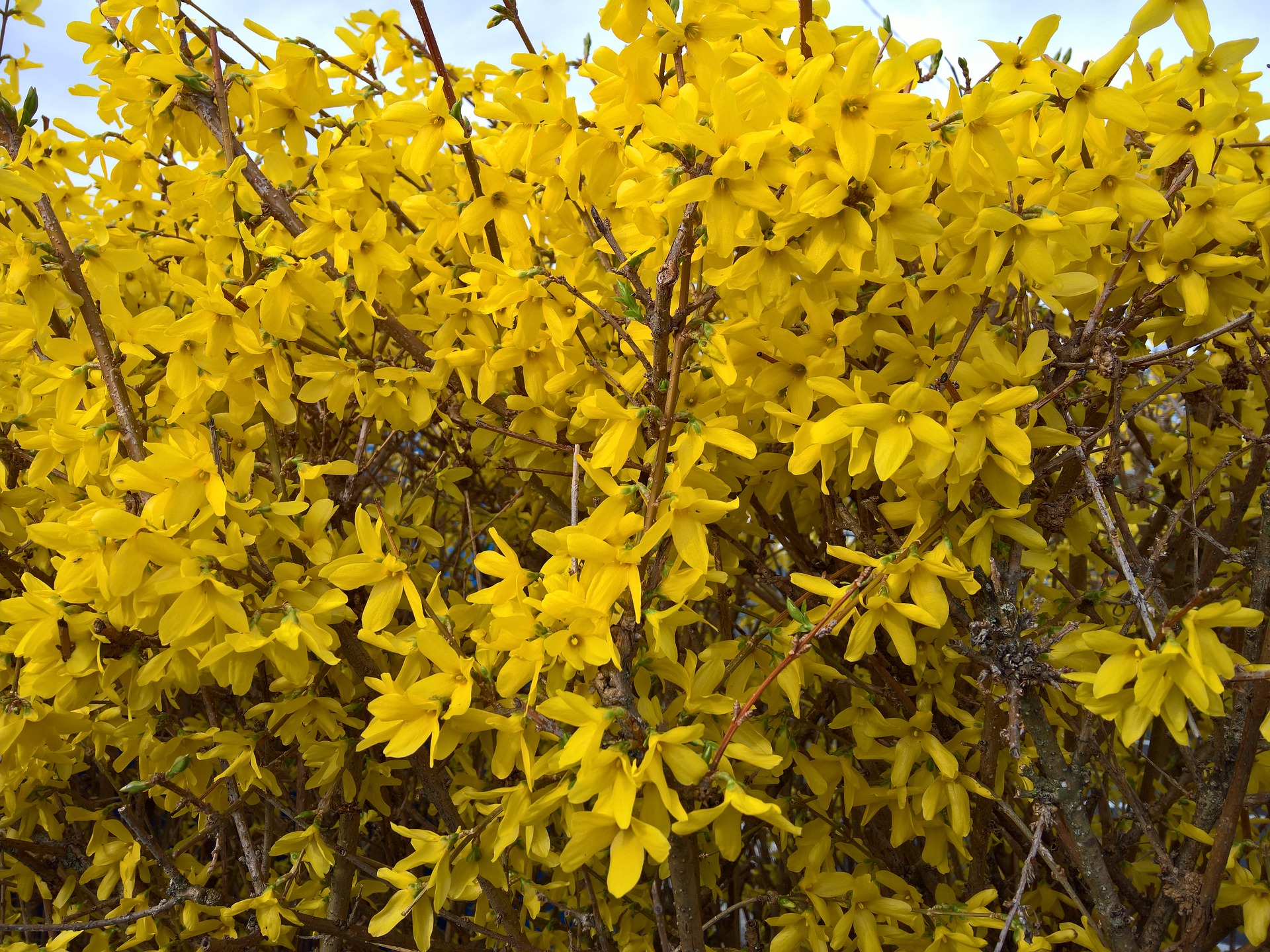 개나리 진달래 벚꽃 개화시기