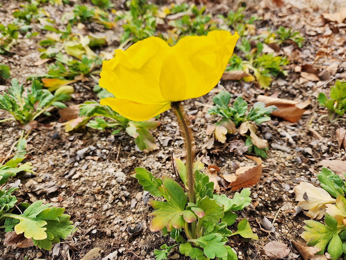 꽃양귀비(개양귀비)