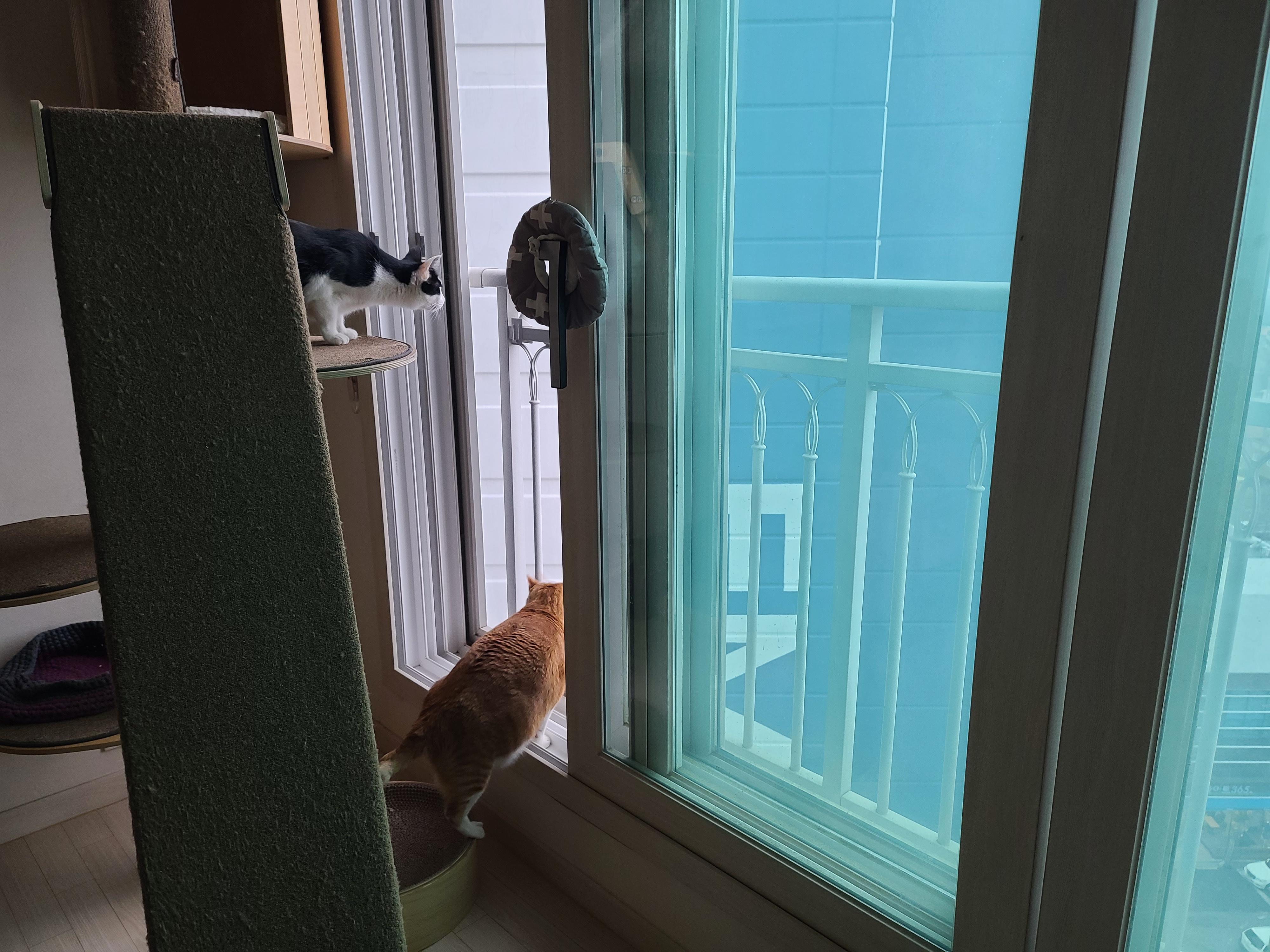 고양이들이 창밖을 보는 이유와 방묘창, 방묘문의 중요성