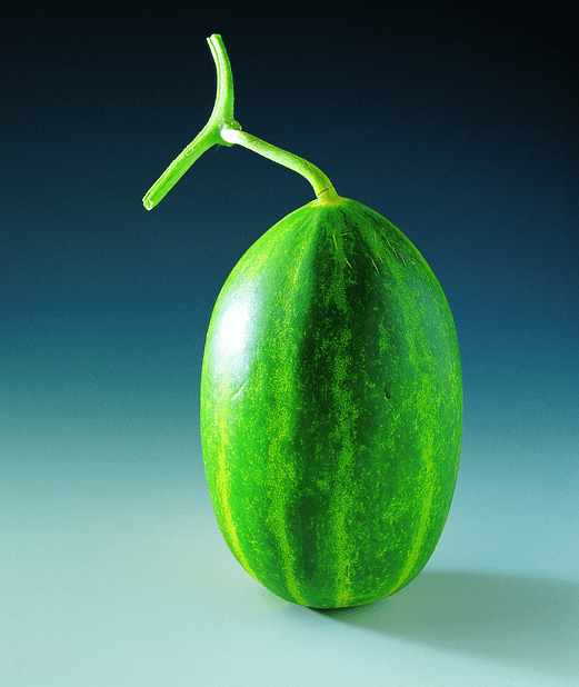 참외 효능에 참외 사진과 그 밖에 사진들 - 11