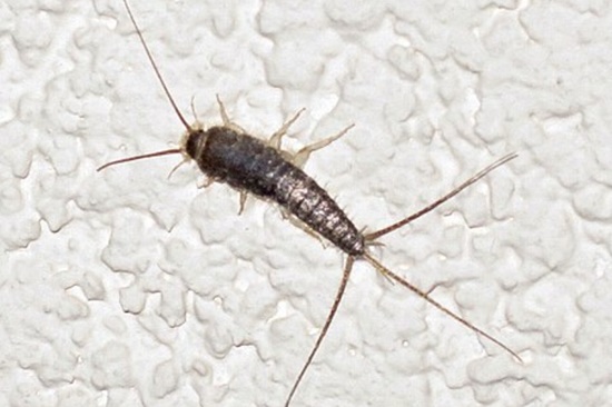 징그럽고 귀찮은 좀벌레 생태와 종류/피해 예방법/퇴치법