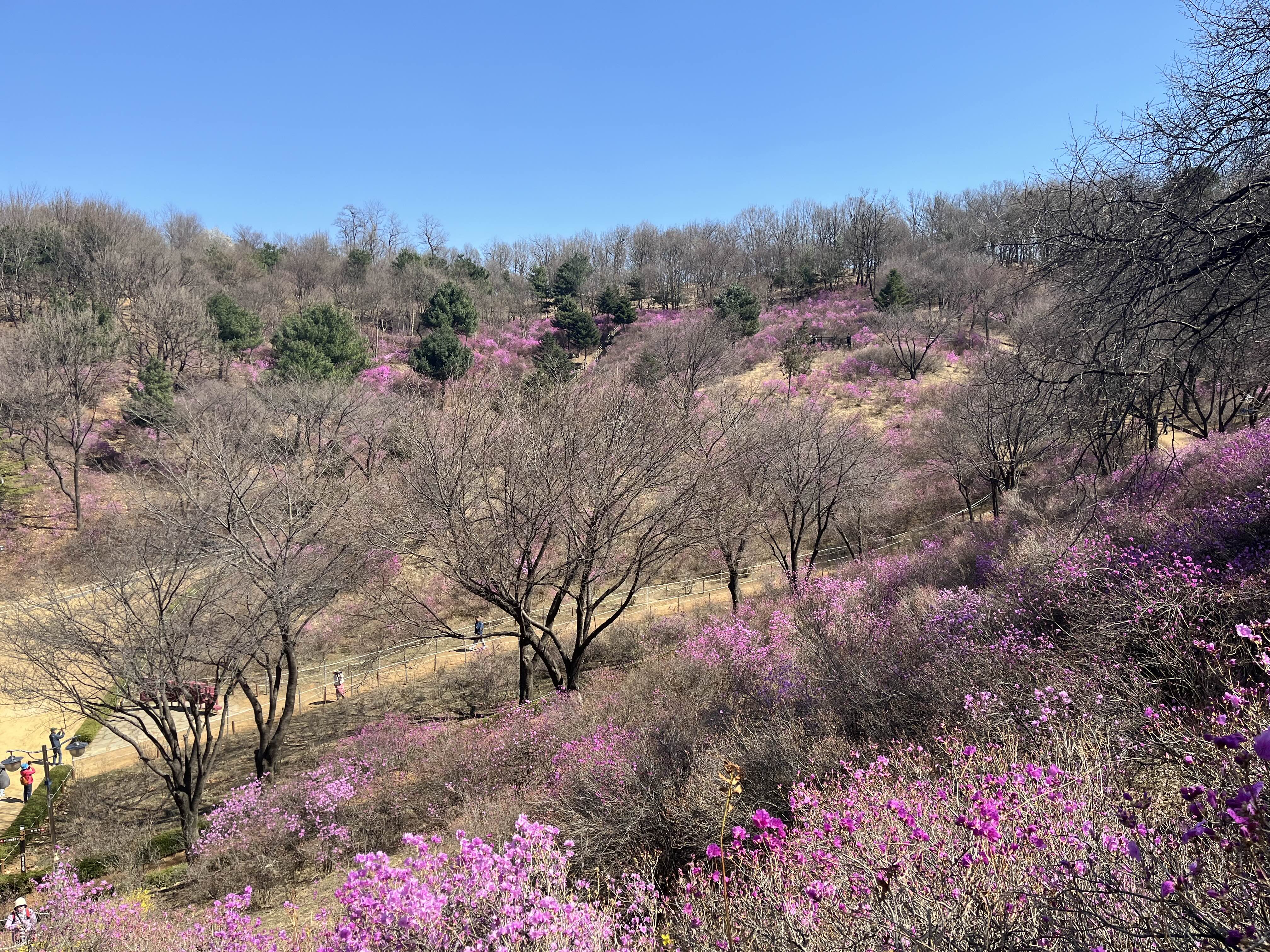 원미산 진달래동산