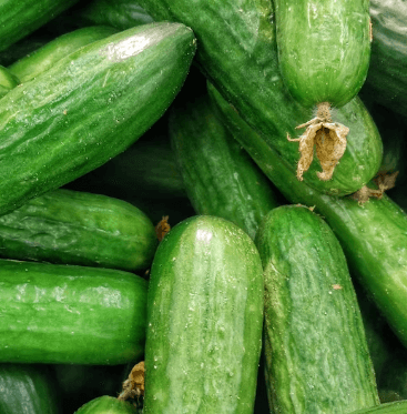 피부 탄력에 좋은 음식 - 오이