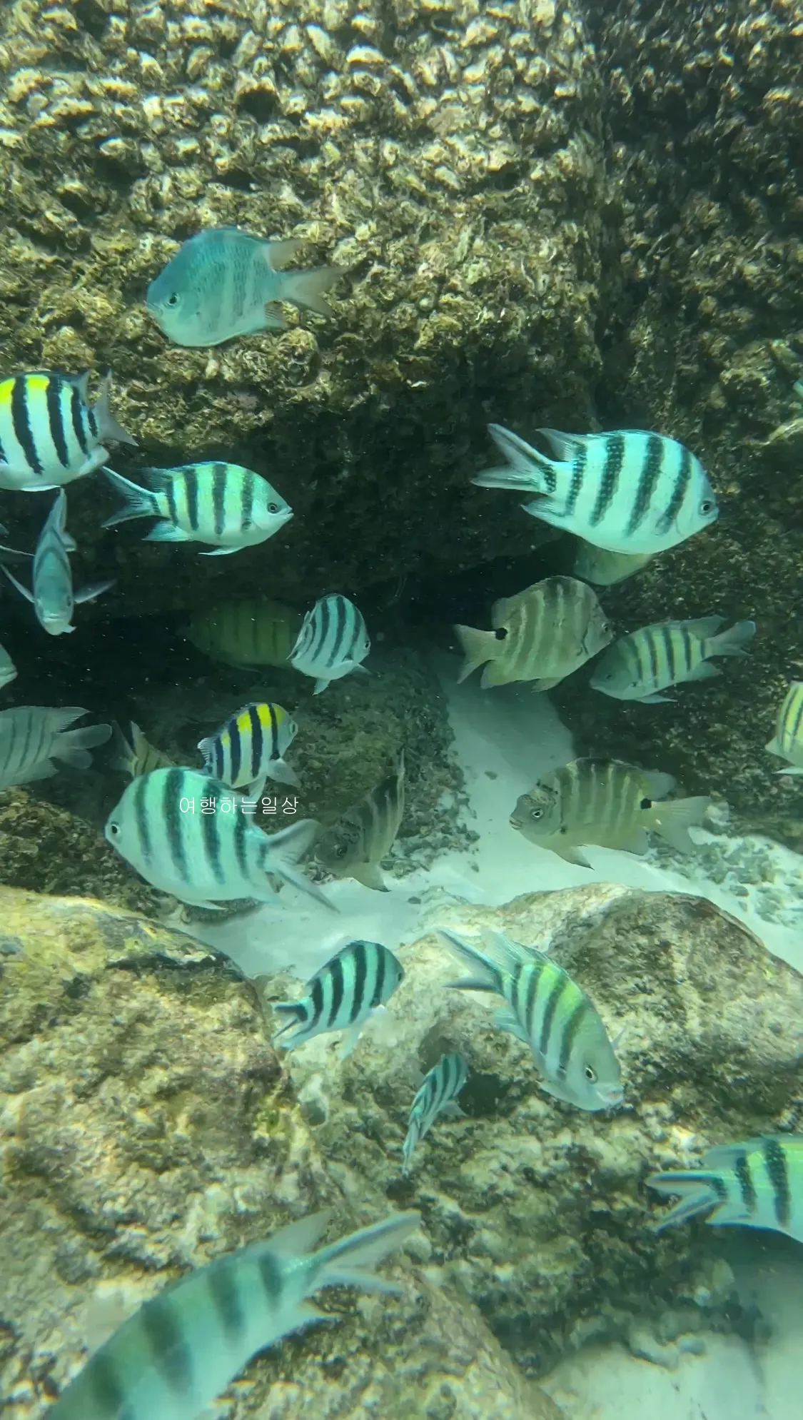 나트랑-가족여행-아미아나리조트-프라이빗비치-스노클링-튜브-대여-및-액티비티-가격정보