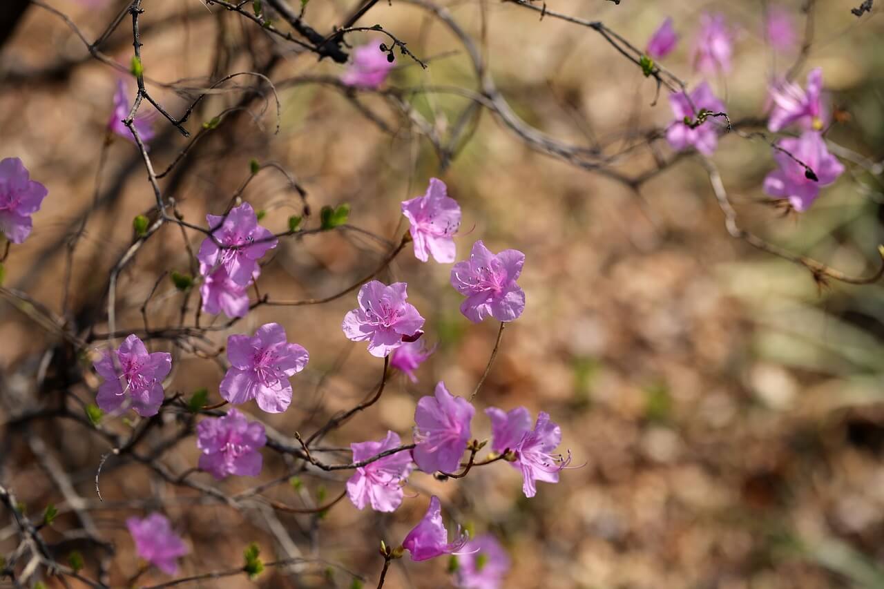 2025 황매산 억새축제 일정