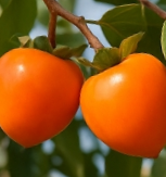 대봉감 보관방법