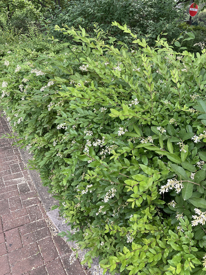 쥐똥나무