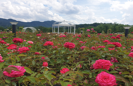[4월~5월 여행지]만개한 꽃잔디와 봄날의 감동, 거창창포원에서 만난 힐링의 순간