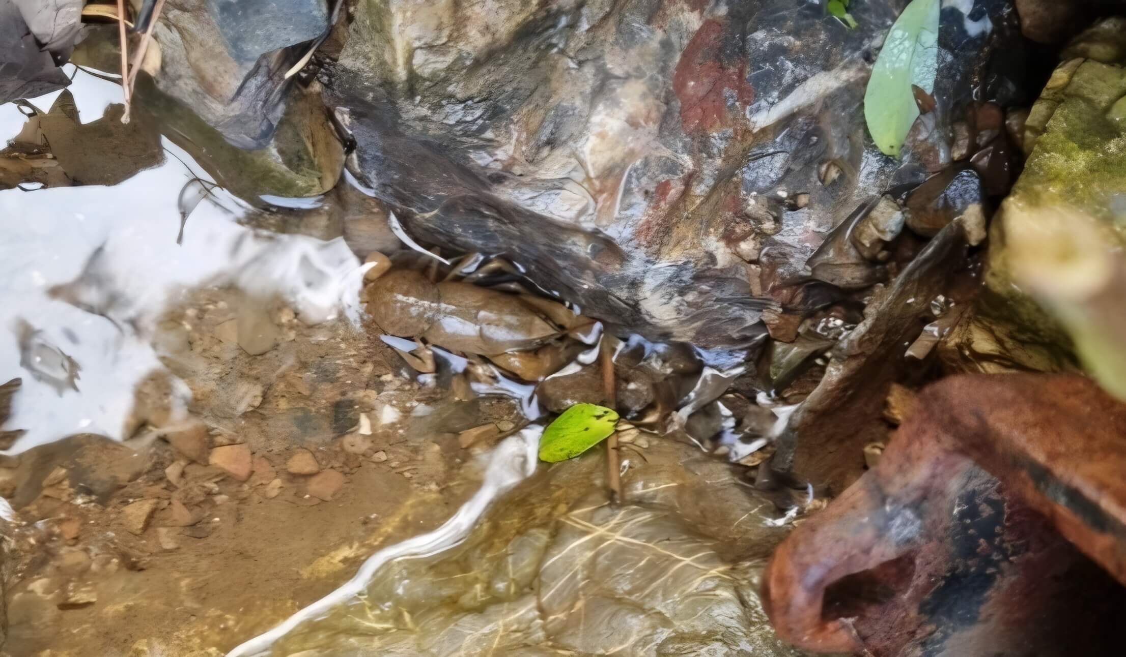 돌과 비슷한 색의 가재