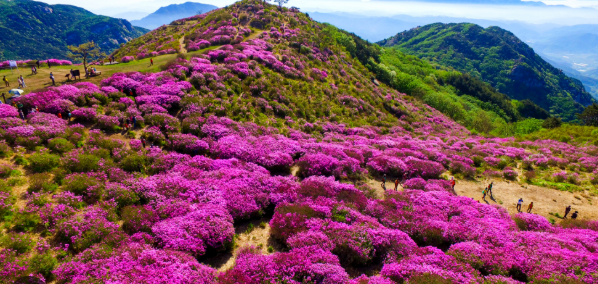 4월 부산 근교 봄축제 TOP 05 데이트 가족나들이 가볼만한곳