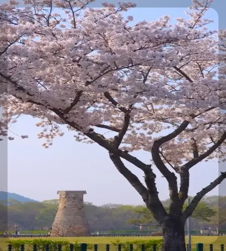경주벚꽃축제_1
