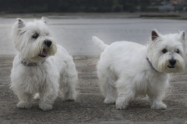 총명하고 장난기 넘치는 웨스트 하이랜드 화이트 테리어(West Highland White Terrier)