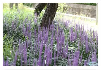 8월에 피는 꽃 이름 종류별 특징 정리 보기_21